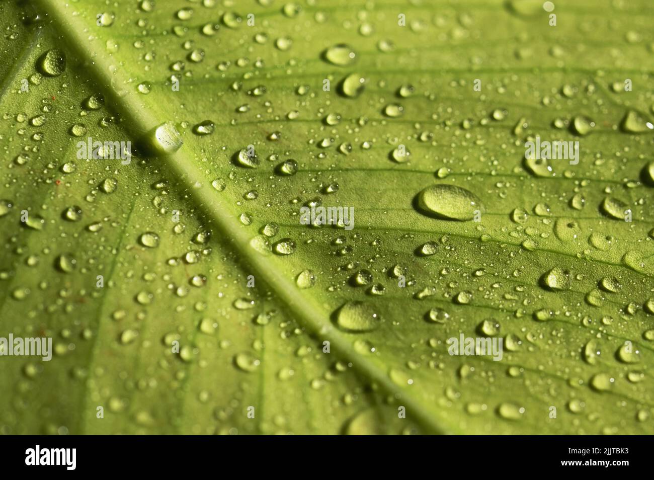 Macro Dew Drops of Water On A Leaf in Morning Stock Photo