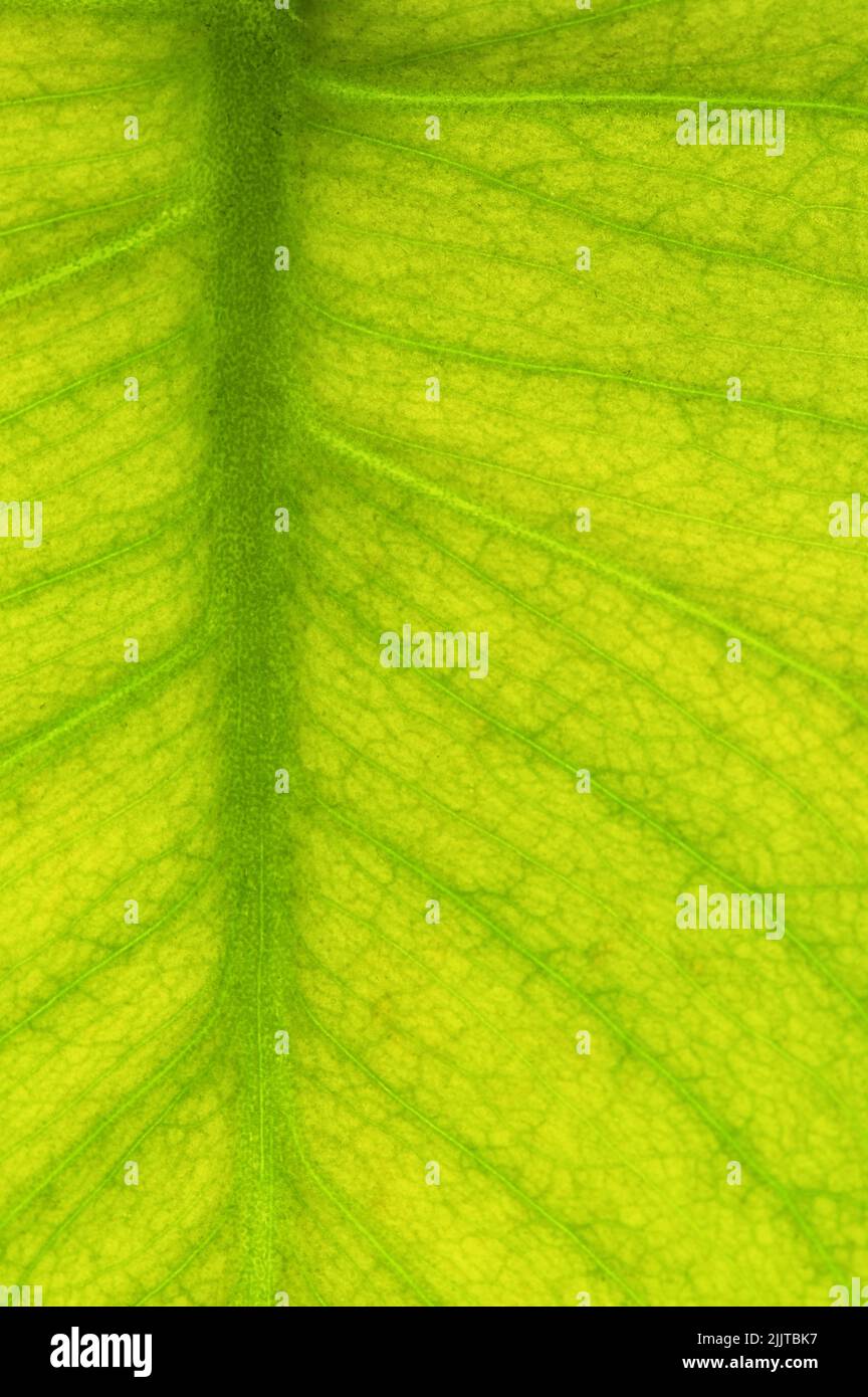 Macro Pattern On A Green Leaf and Details Stock Photo