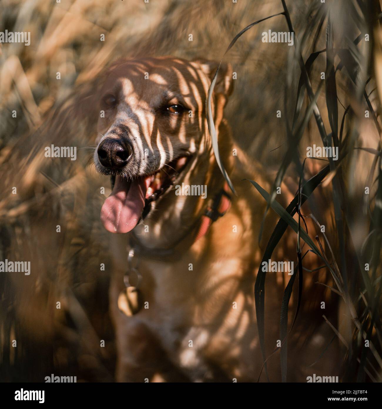 An Indian Pariah dog in the forest Stock Photo