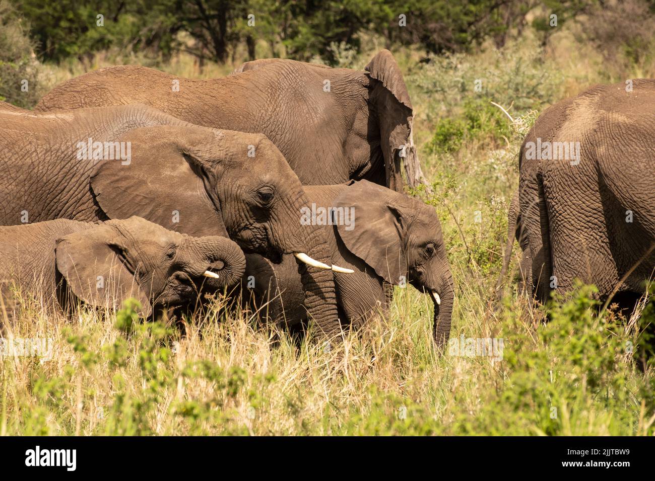 Elephant in Masai Mara Game Reserve of Kenya Stock Photo