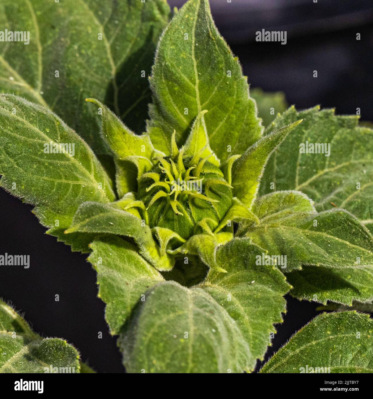 A closeup shot of sunflower bud in the field Stock Photo