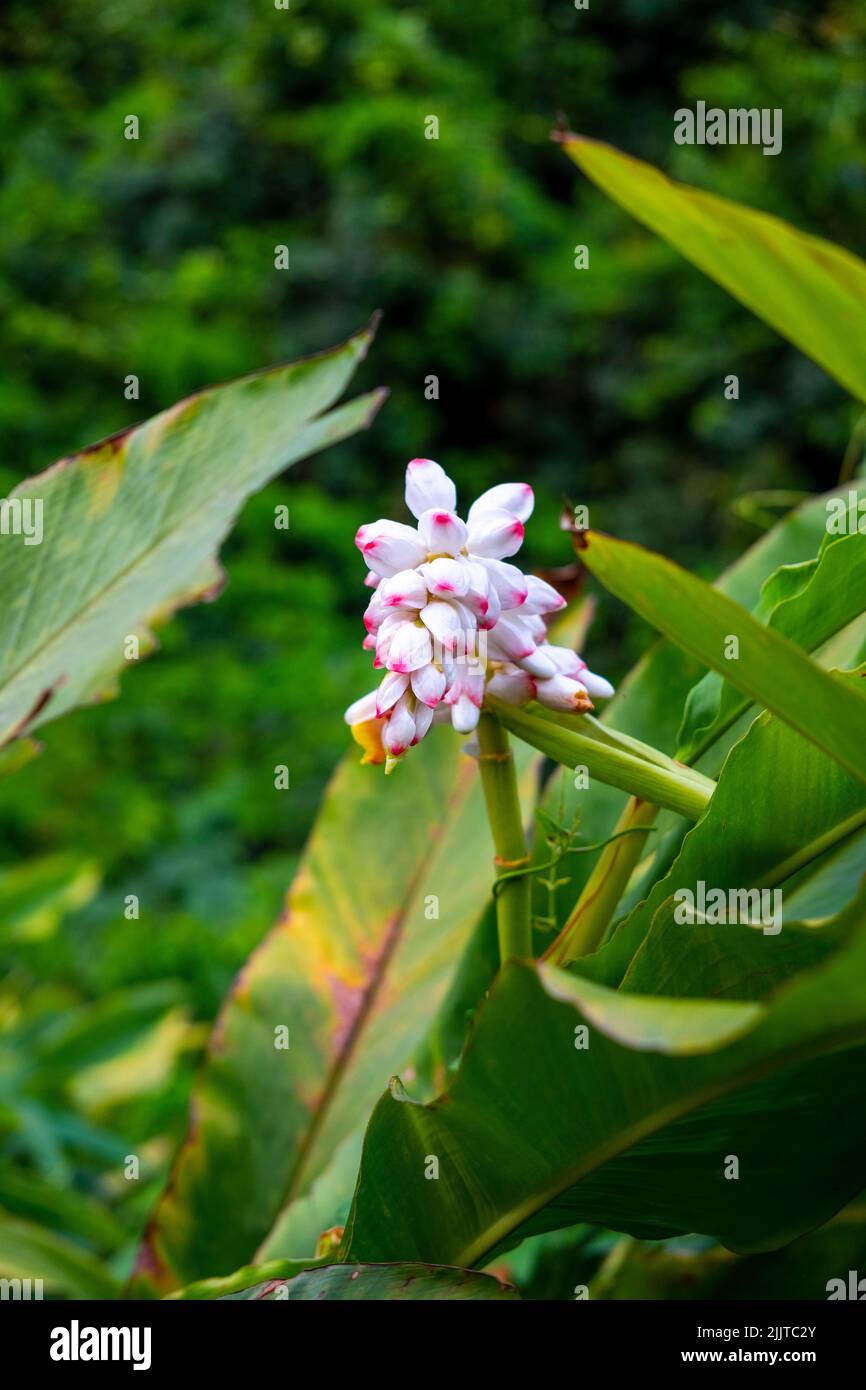 A vertical shot of shell ginger (Alpinia zerumbet) flower blooming in a garden Stock Photo