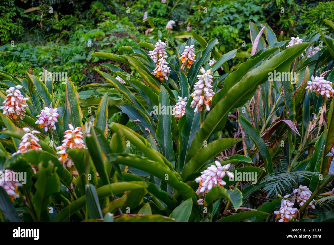 A beautiful view of shell ginger (Alpinia zerumbet) flowers blooming in a garden Stock Photo