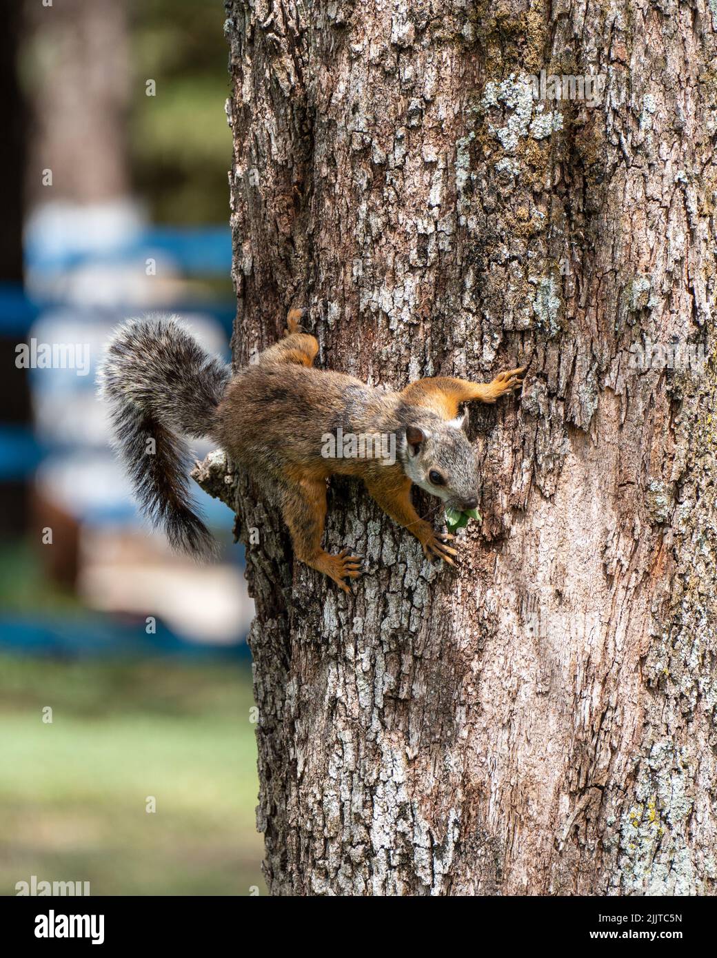 A vertical shot of a squirrel climbing the tree in the park Stock Photo