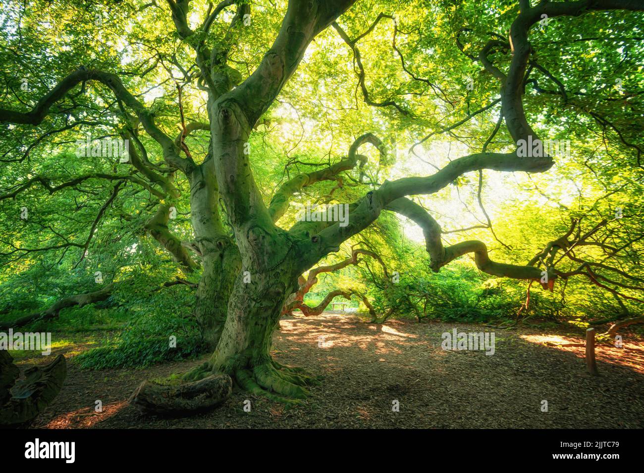 Overgrown old beeches in a park. Green light in summer Stock Photo