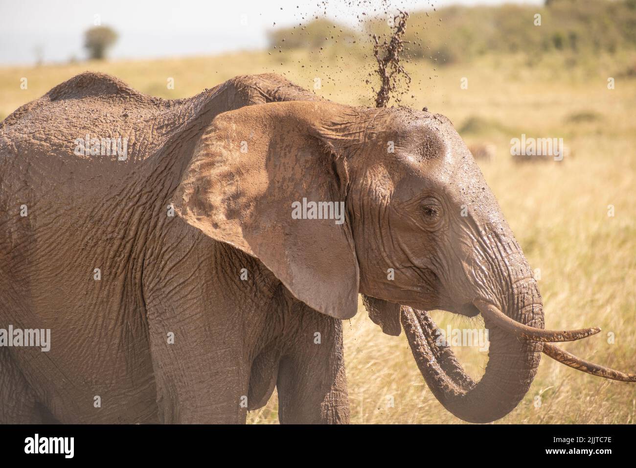 Elephant in Masai Mara Game Reserve of Kenya Stock Photo