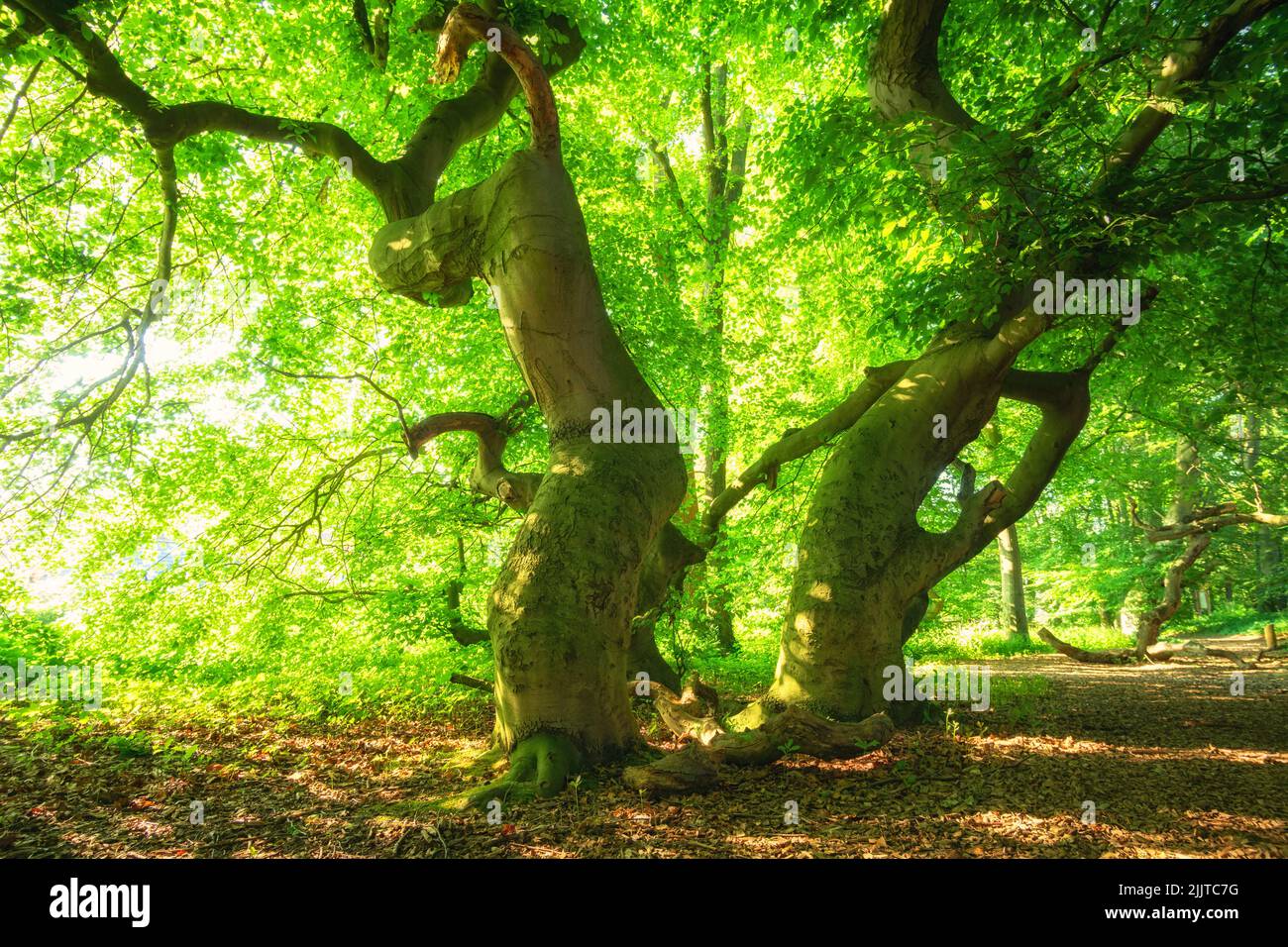 Big old Süntel beeches in a green forest Stock Photo