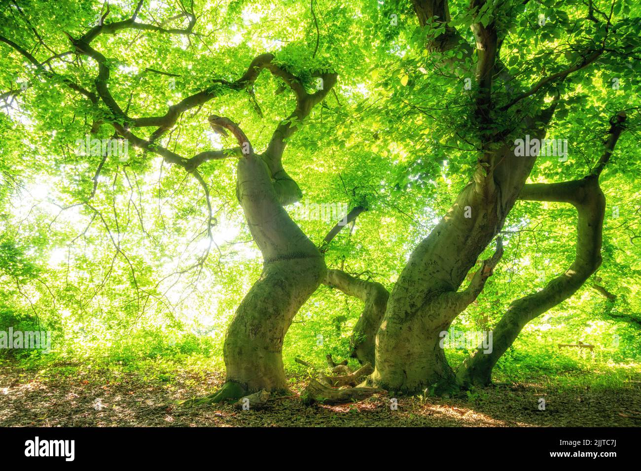 Big old beeches in a green forest Stock Photo