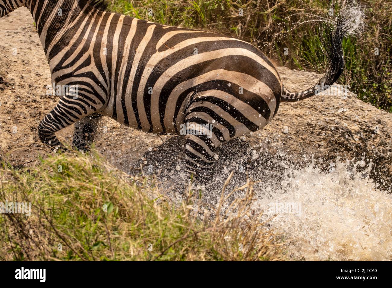 Zebra in Masai Mara Game Reserve of Kenya Stock Photo - Alamy