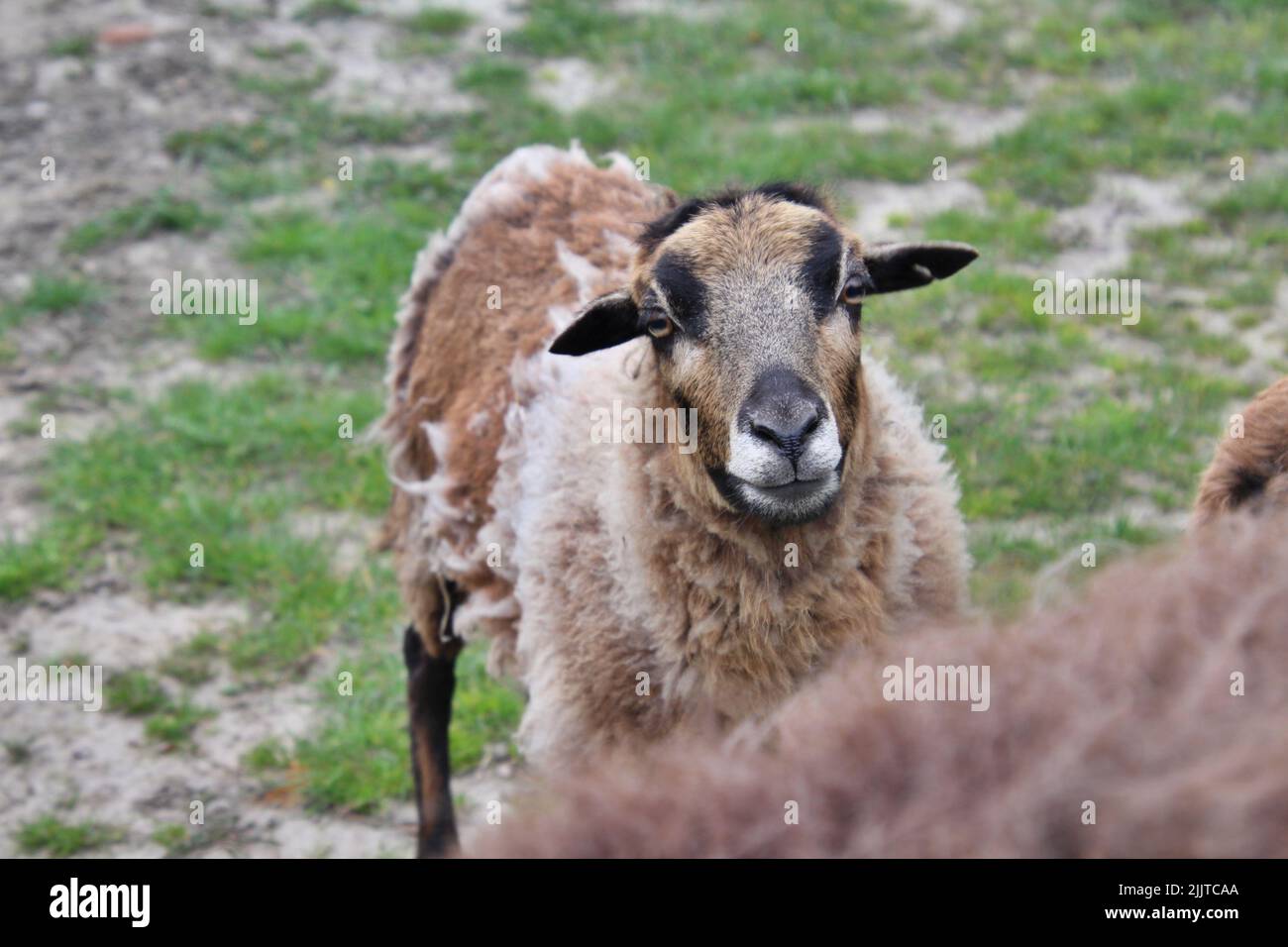 A closeup of a Cameroon sheep standing on a grass Stock Photo