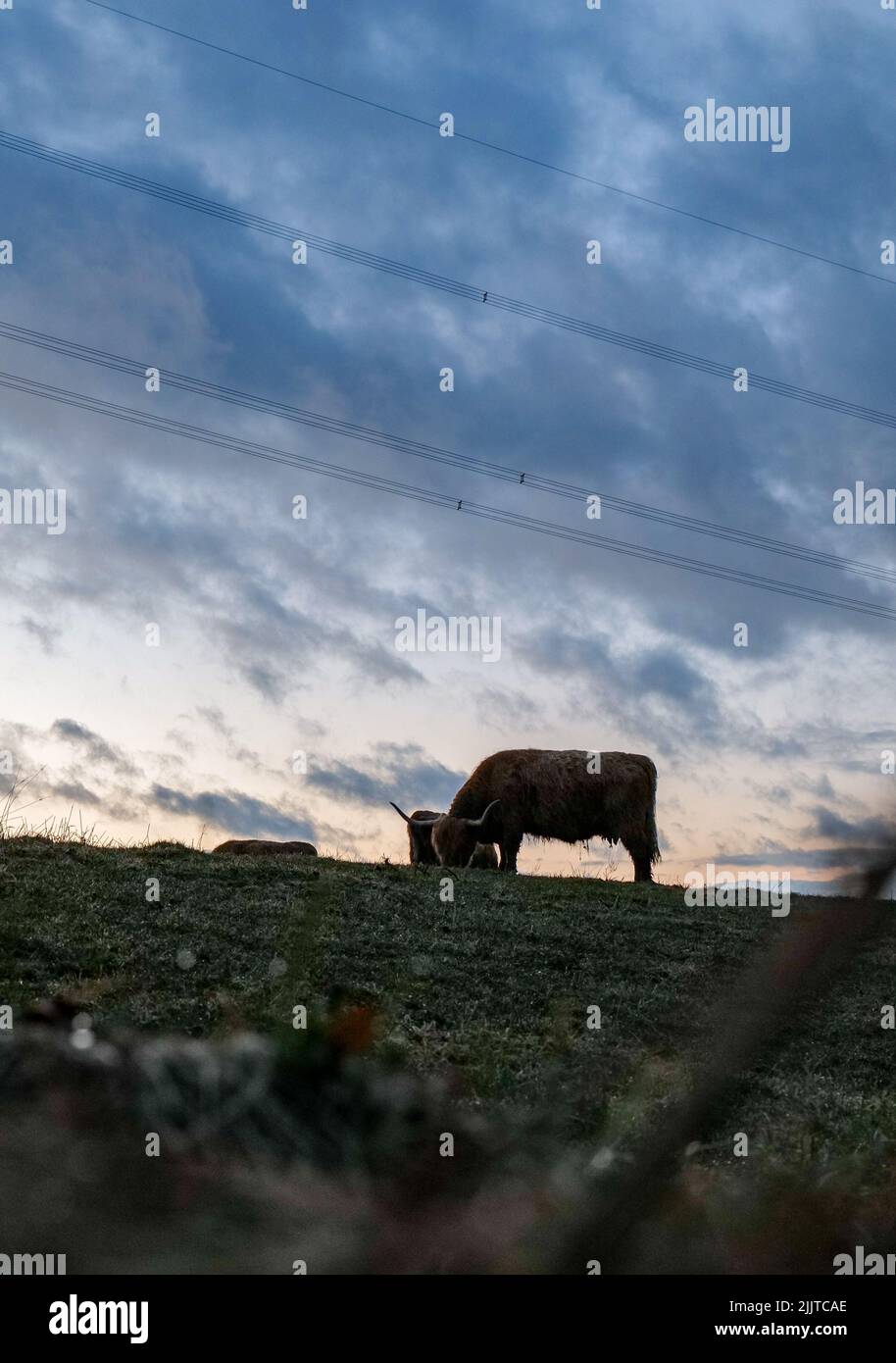A vertical of a Scottish cow grazing in the Allgau at sunset Stock Photo