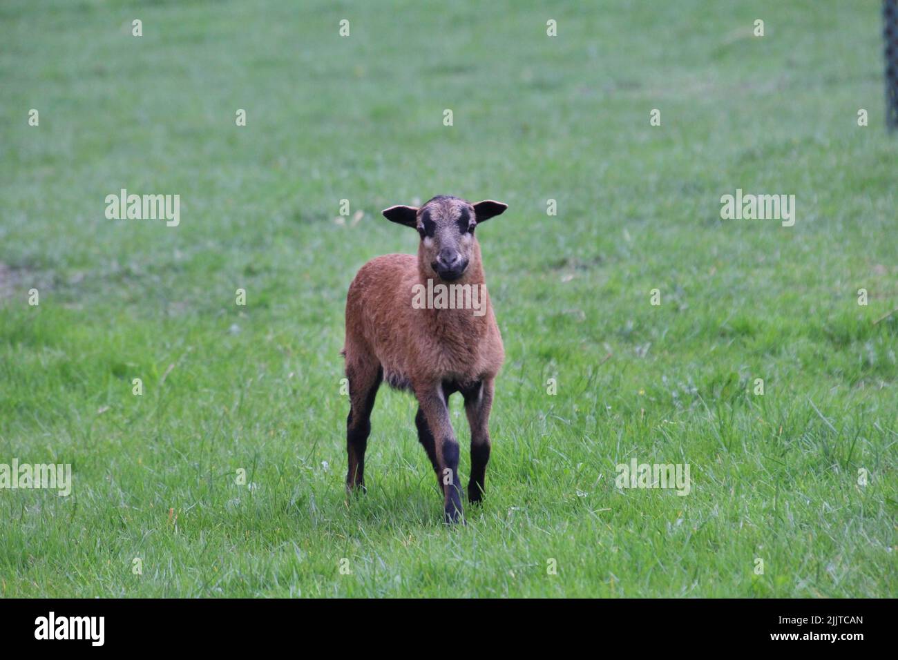 A closeup of a Cameroon sheep walking on a grass Stock Photo
