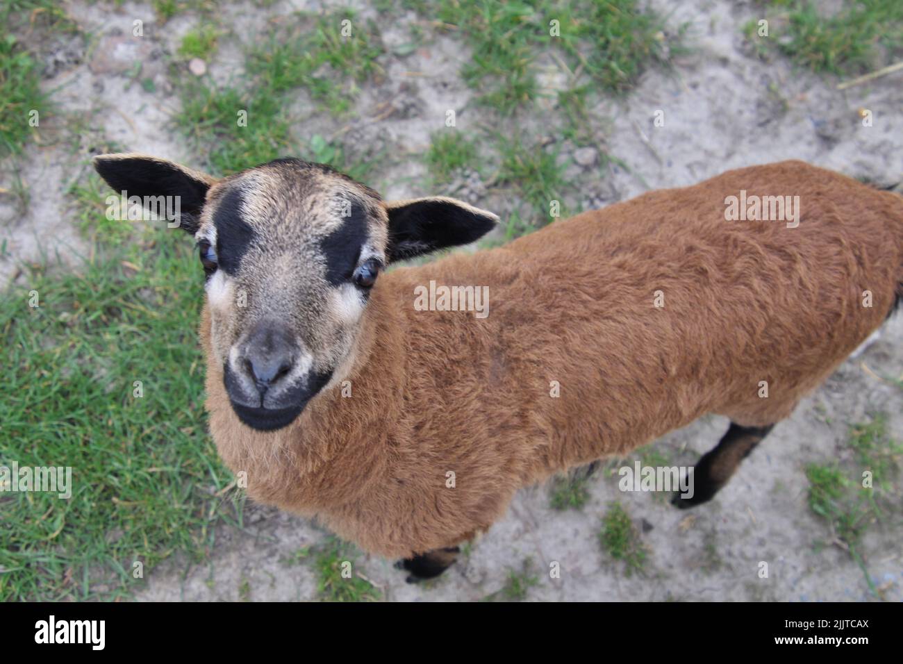 A closeup of a Cameroon sheep from above Stock Photo