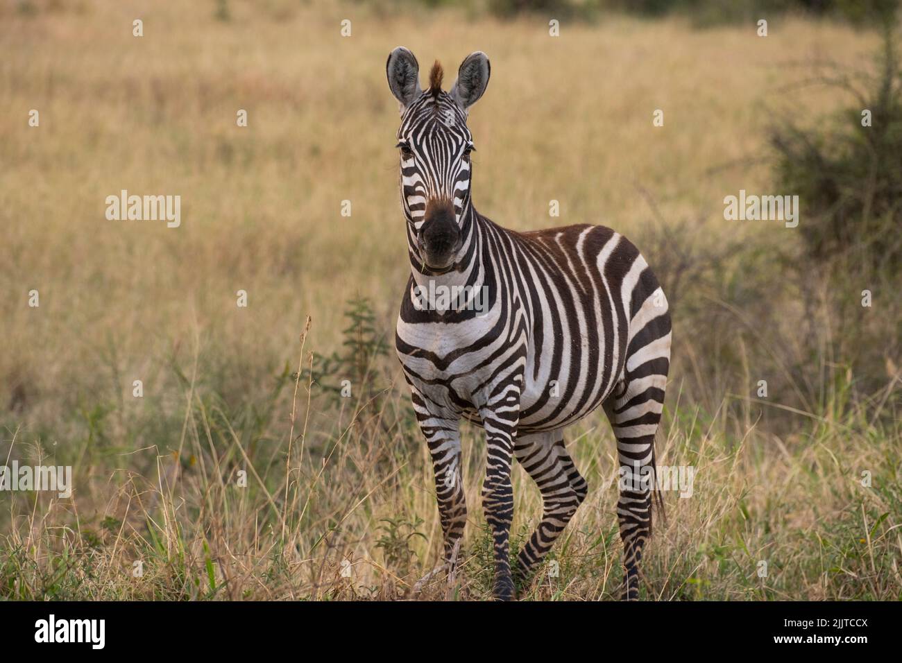Zebra in Masai Mara Game Reserve of Kenya Stock Photo