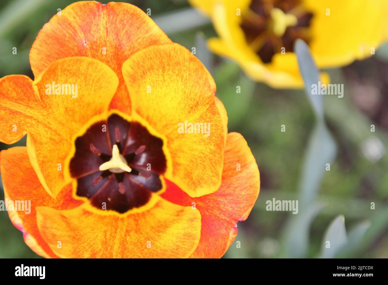 A macro of an orange garden tulip (Tulipa gesneriana) Stock Photo