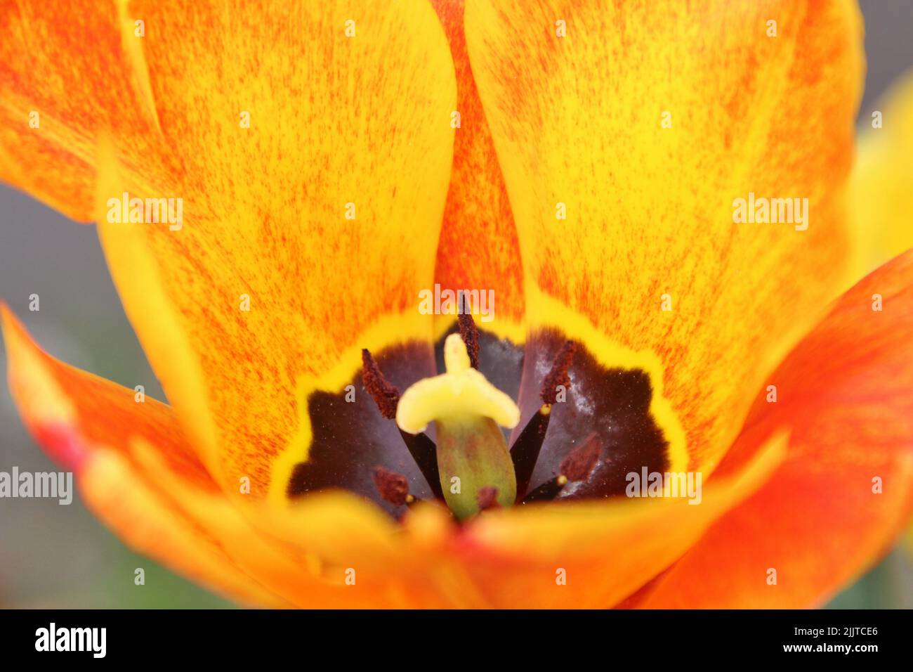 A macro of an orange garden tulip (Tulipa gesneriana) Stock Photo