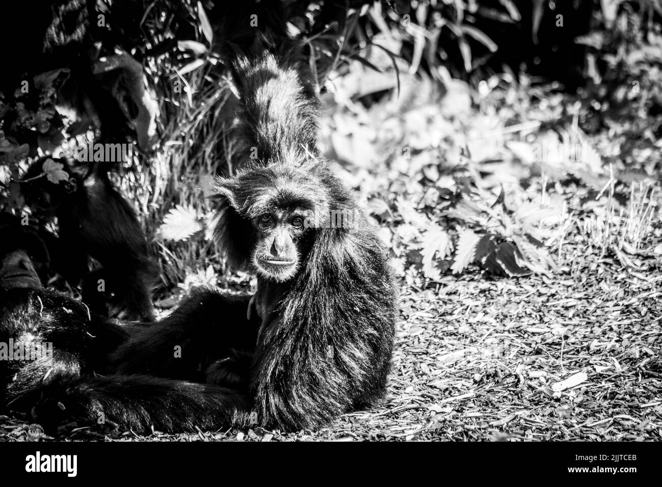 A black and white of a small chimpanzee sitting on a grass Stock Photo