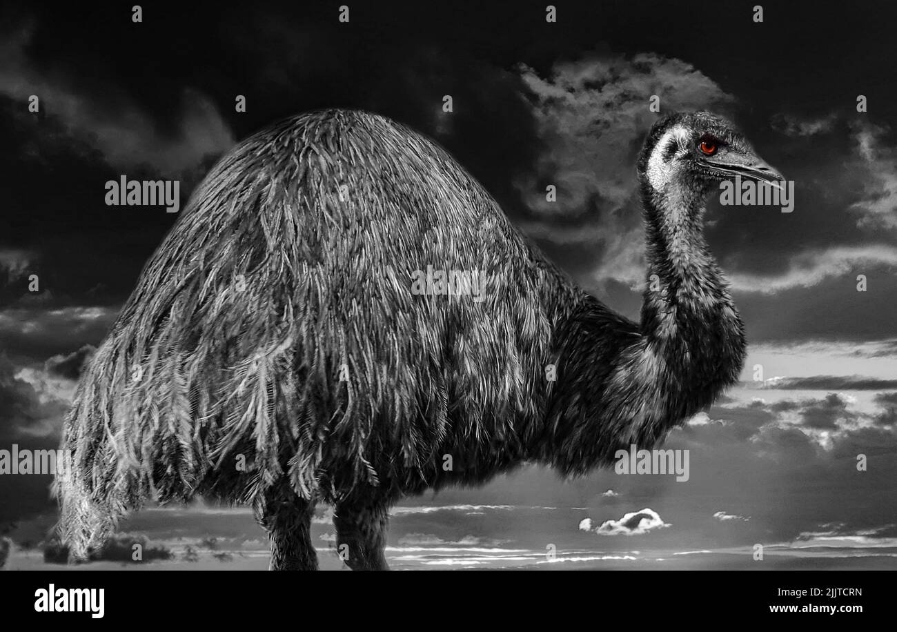 A grayscale shot of an emu ostrich with a red eye in the background of the sky Stock Photo
