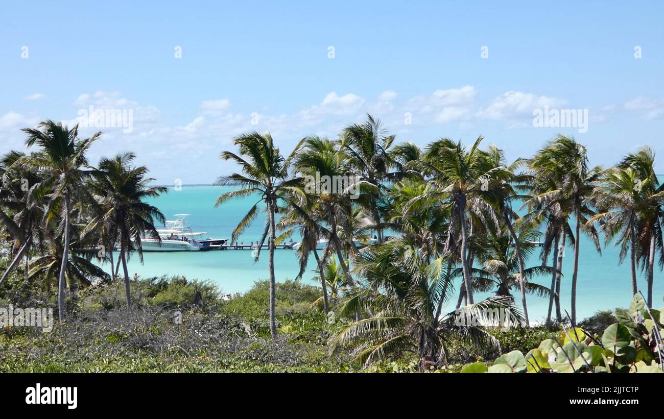 Growing trees at the beach hi-res stock photography and images - Alamy