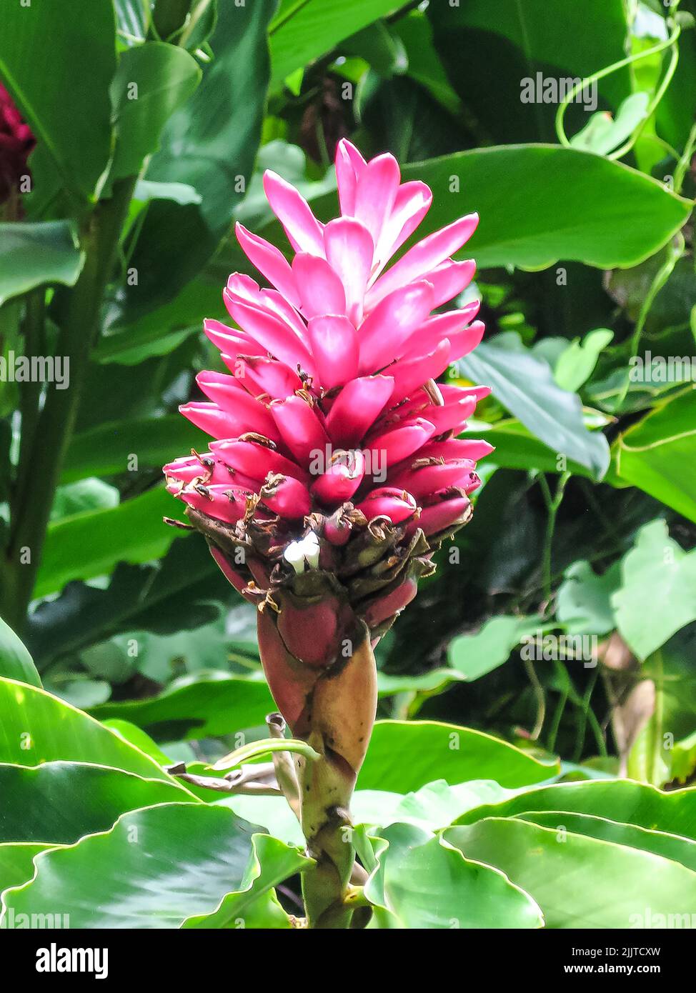 A vertical shot of the Hawaiian ginger flower growing in the garden Stock Photo