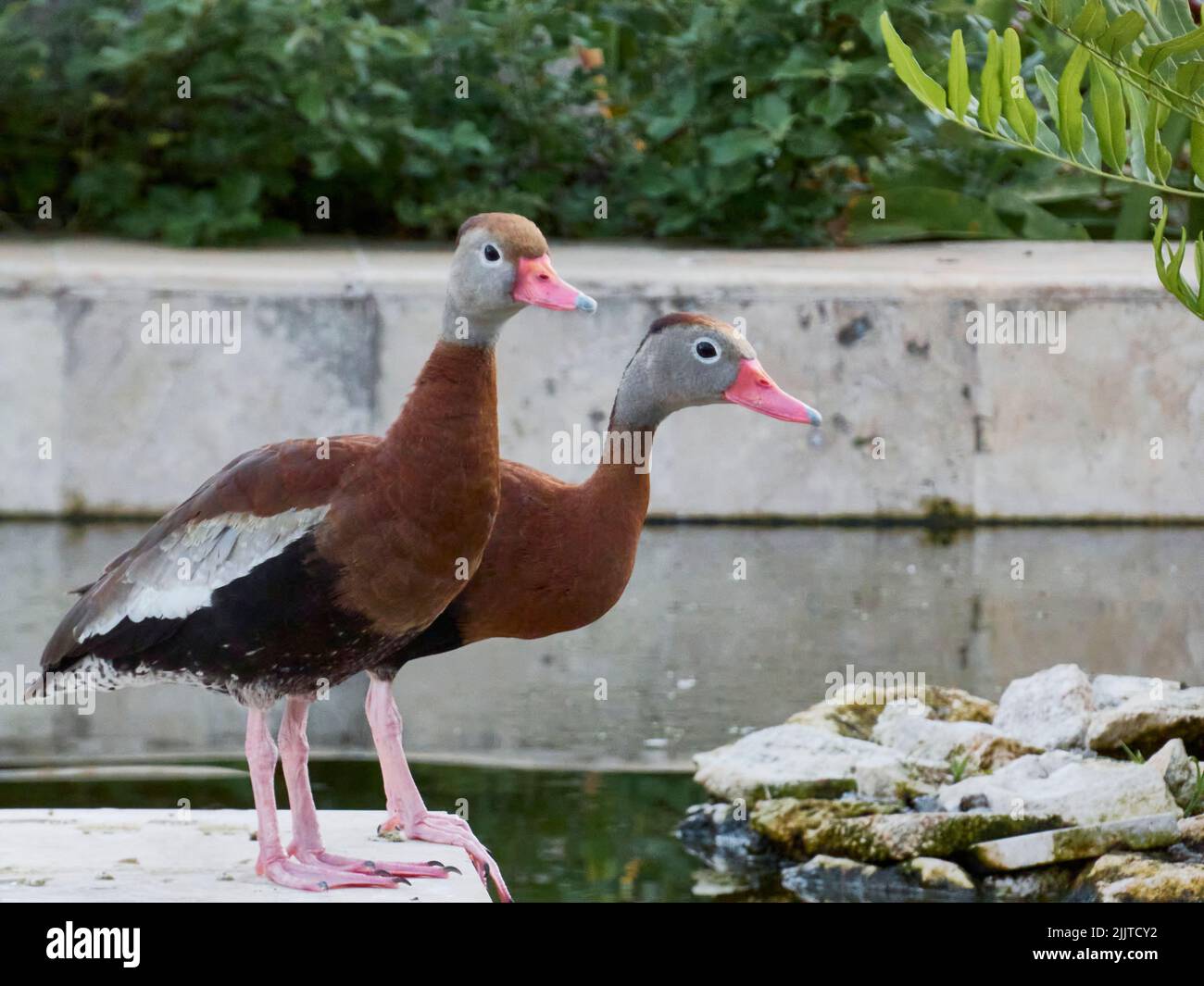 A close-up shot of black-bellied whistling duck pair by the pond Stock Photo