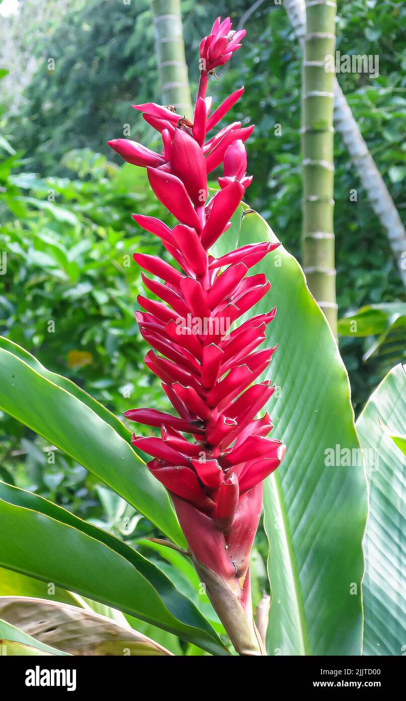 A vertical shot of the Hawaiian ginger flower growing in the garden Stock Photo