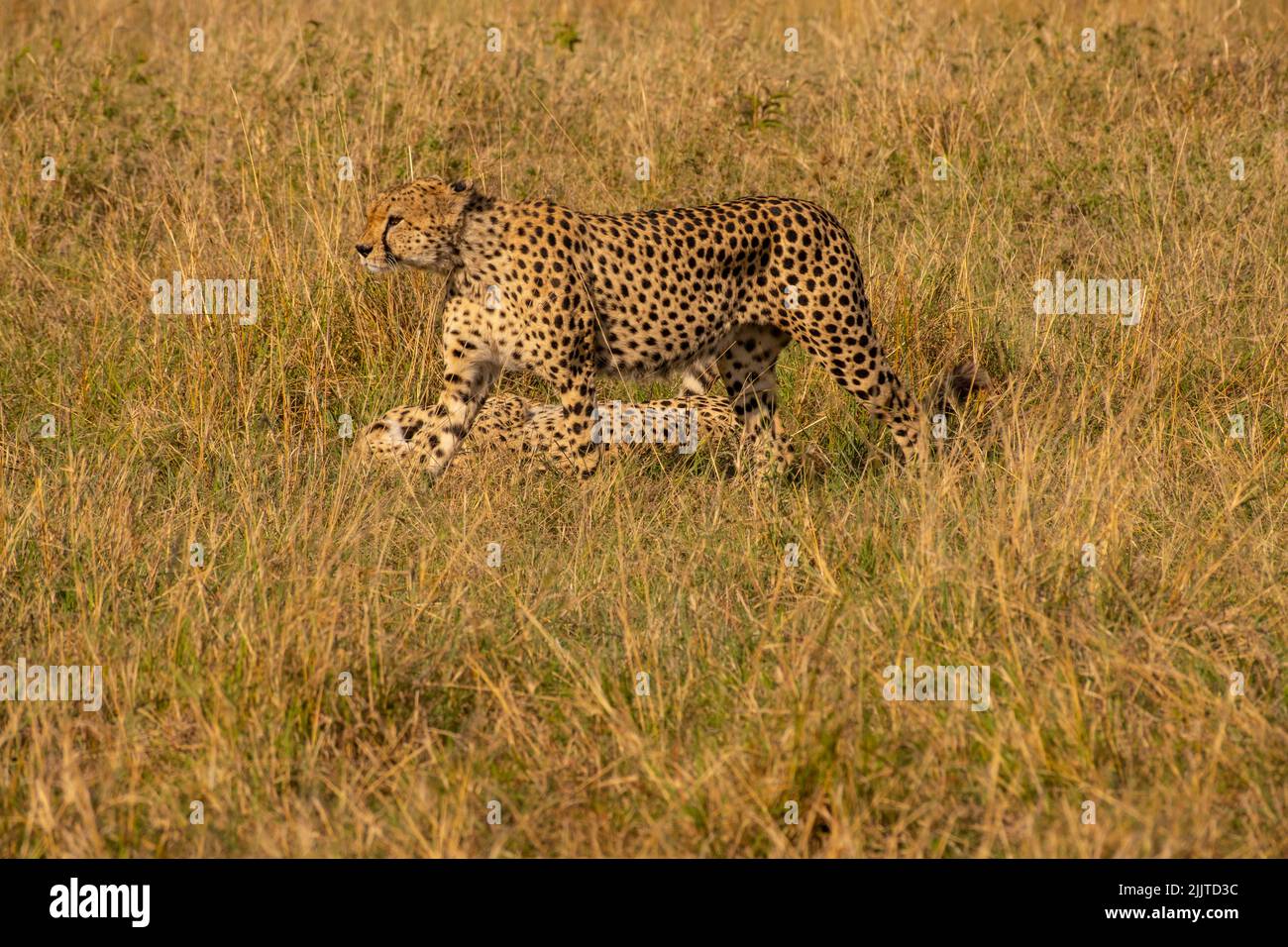 Cheetahs in Masai Mara Game Reserve of Kenya Stock Photo