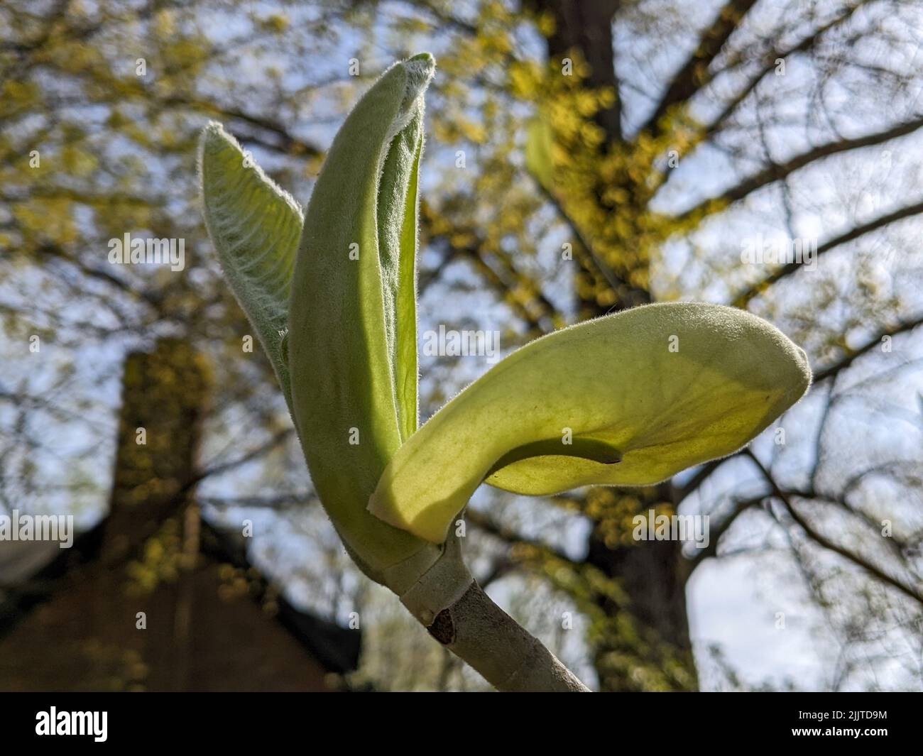 The magnolia macrophylla, bigleaf magnolia. Largest simple leaf and