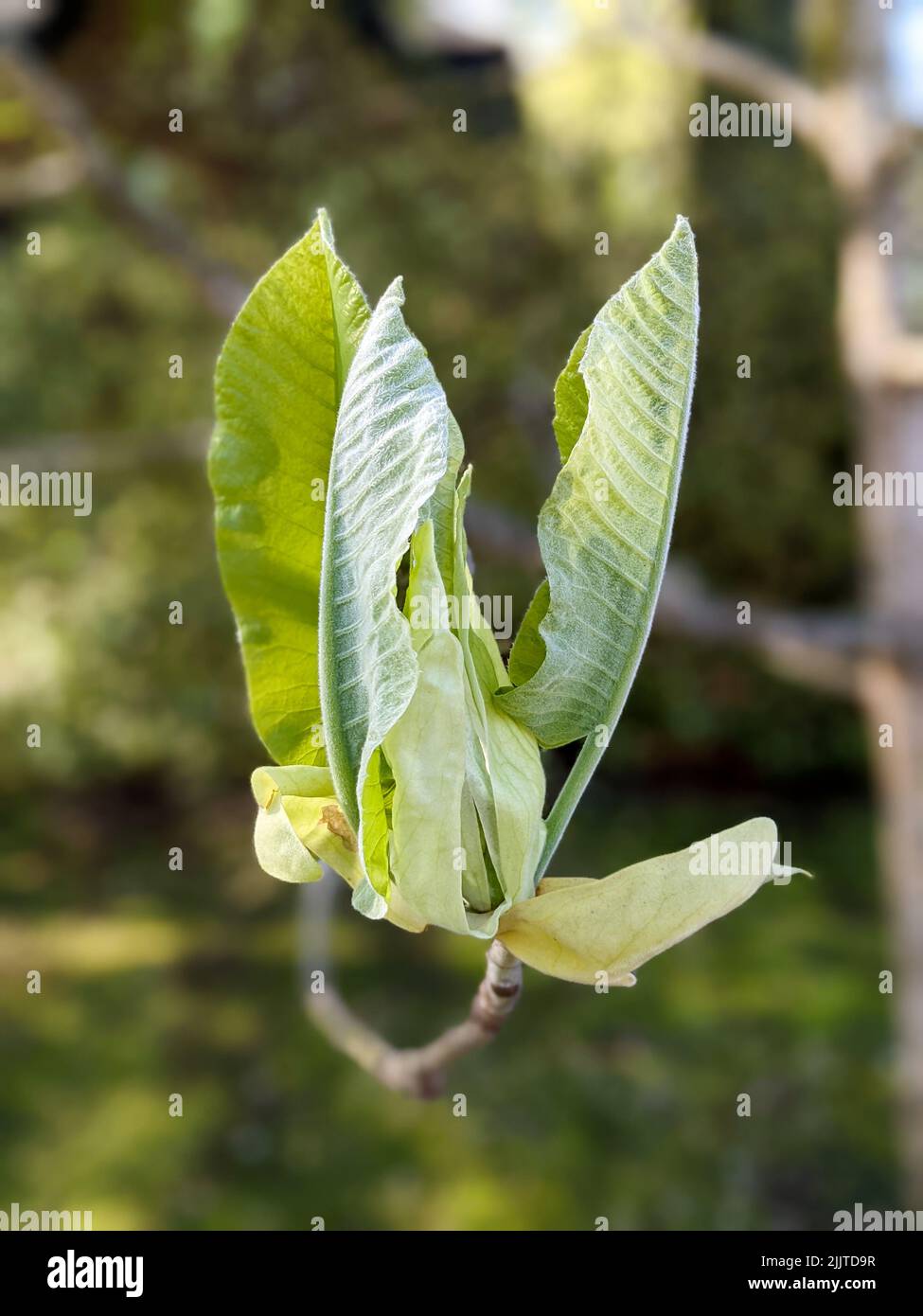 The magnolia macrophylla, bigleaf magnolia. Largest simple leaf and