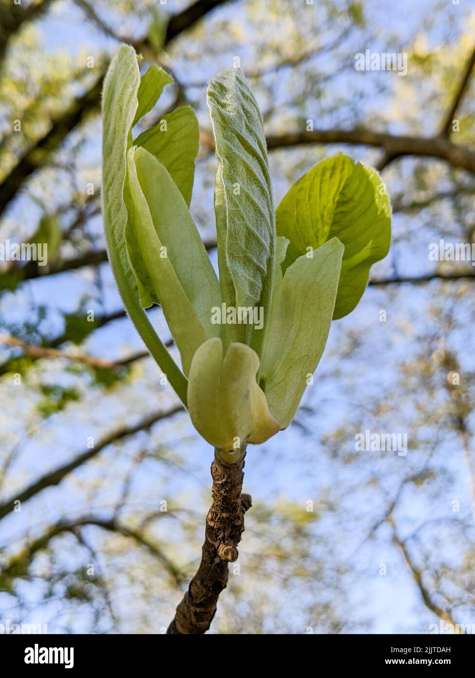 The magnolia macrophylla, bigleaf magnolia. Largest simple leaf and
