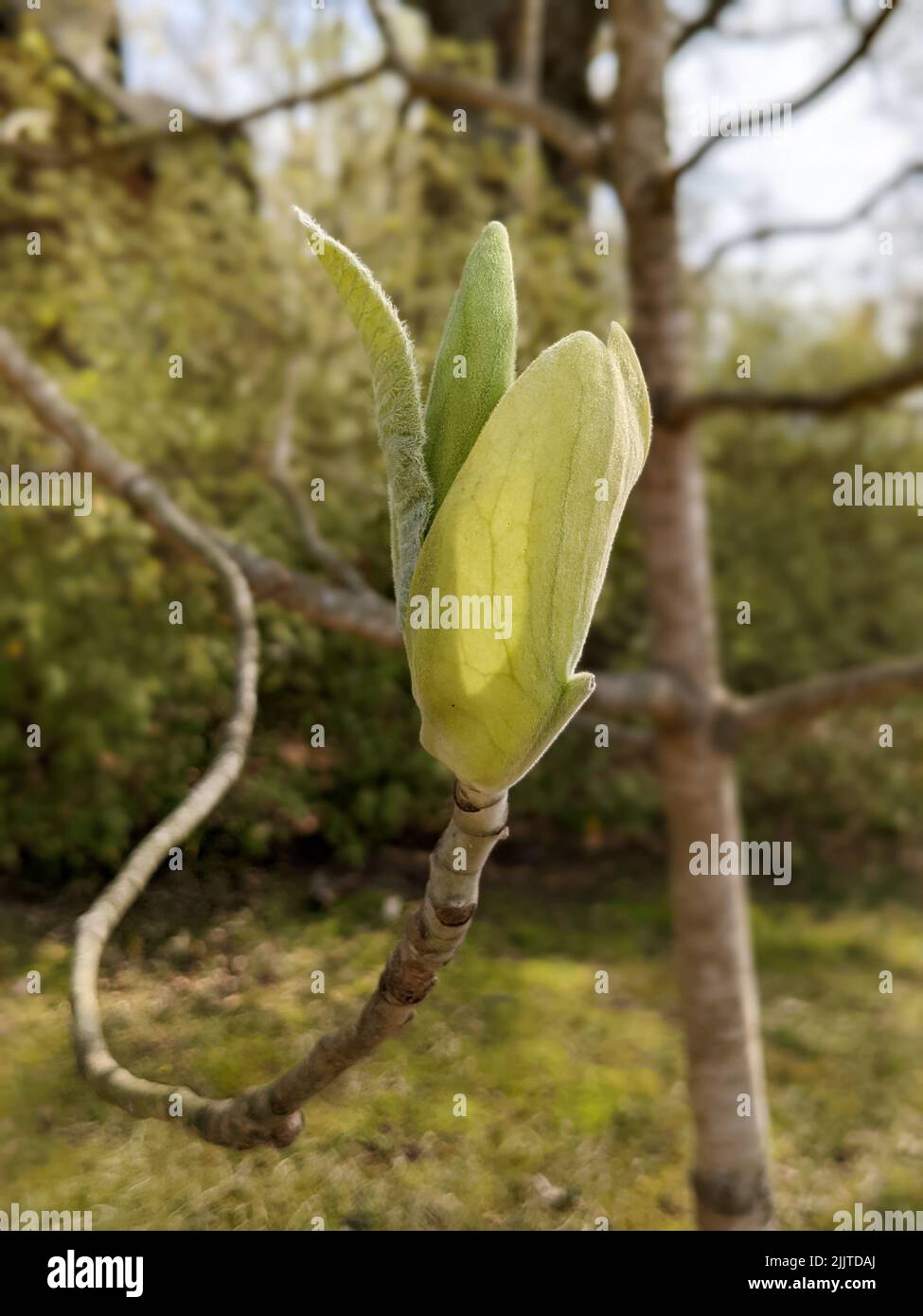 The magnolia macrophylla, bigleaf magnolia. Largest simple leaf and ...