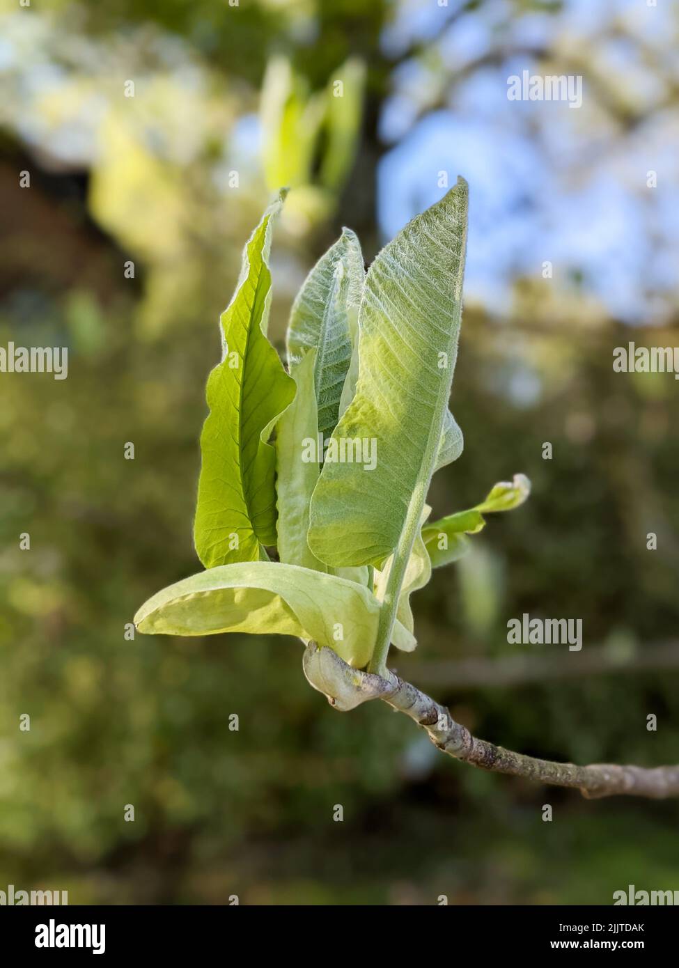 The magnolia macrophylla, bigleaf magnolia. Largest simple leaf and