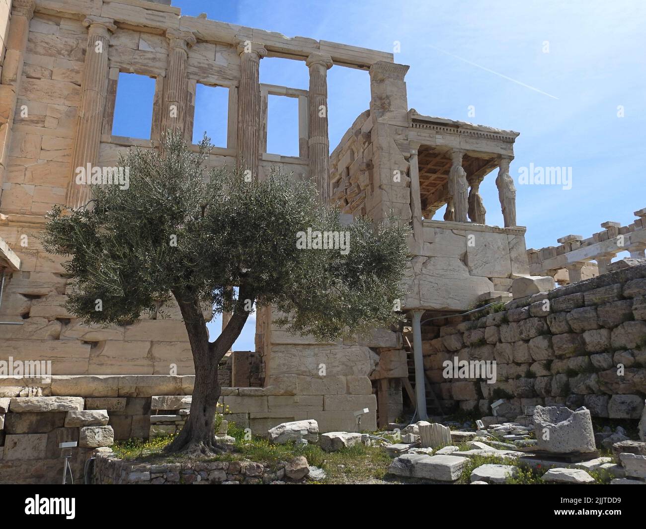 The Erechtheion, Acropolis in Athens Greece with the ancient olive tree