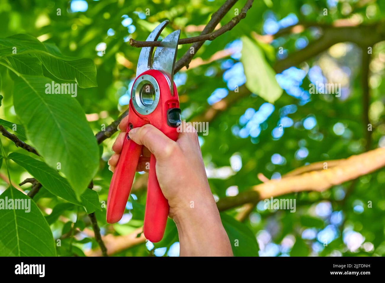 Garden care. Trimming with scissors secateurs extra branches on a fruit tree.  Stock Photo