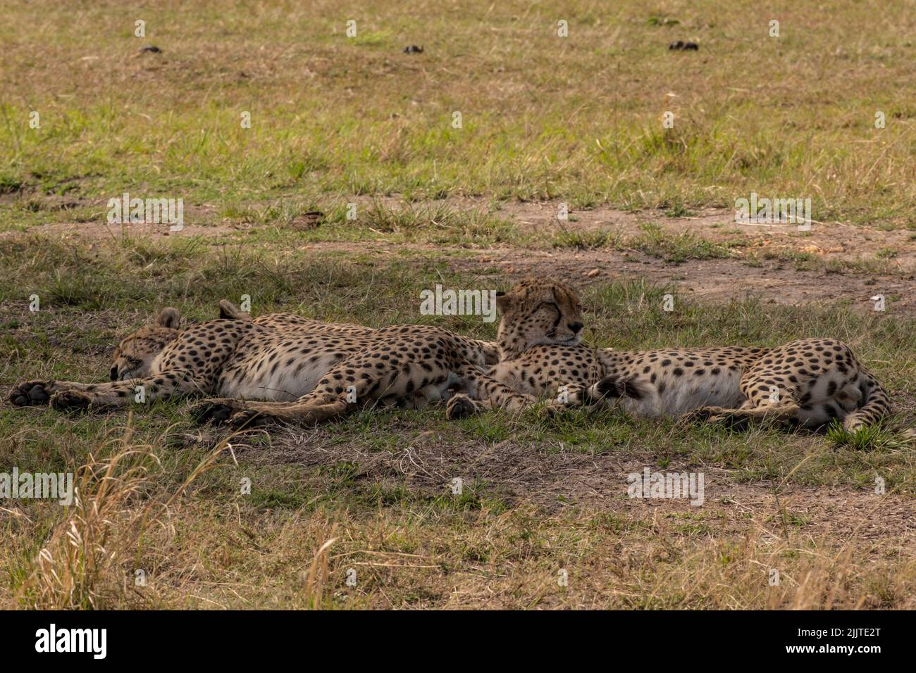 Cheetahs in Masai Mara Game Reserve of Kenya Stock Photo