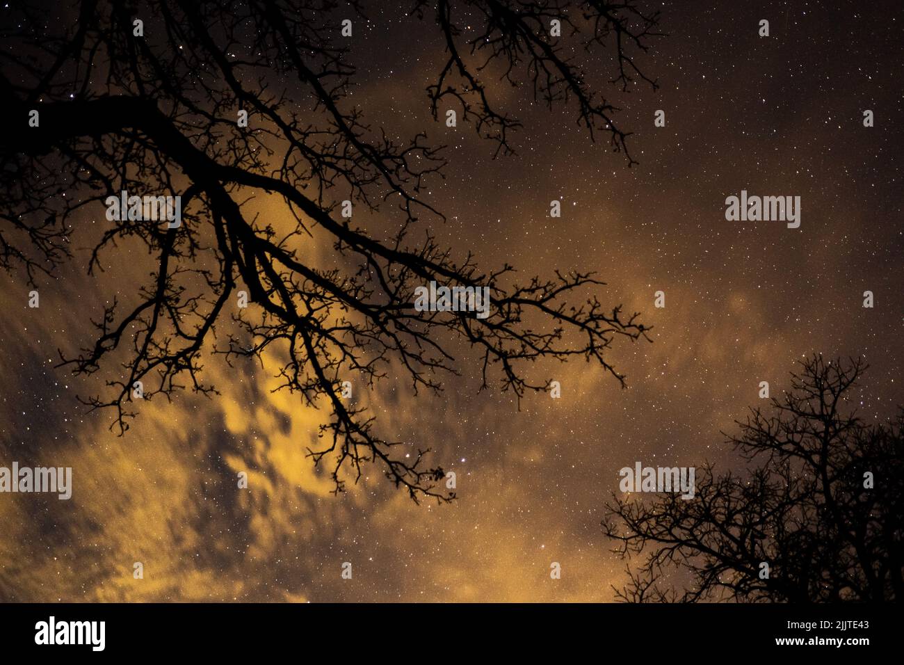 A silhouetted tree against the warm starry night sky Stock Photo - Alamy