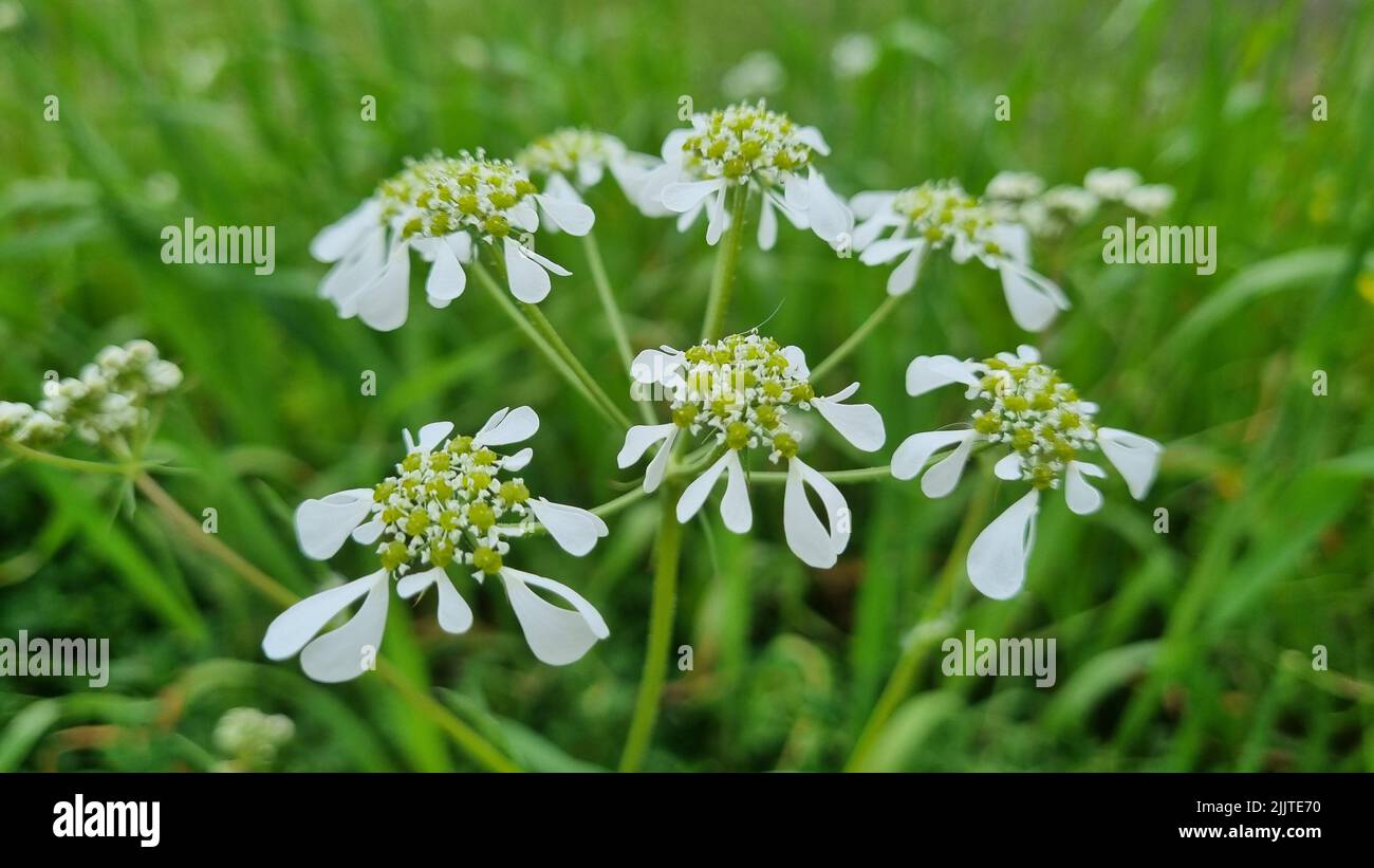 A closeup shot of white flowers of the plant Radial helmet named Orlaya Stock Photo