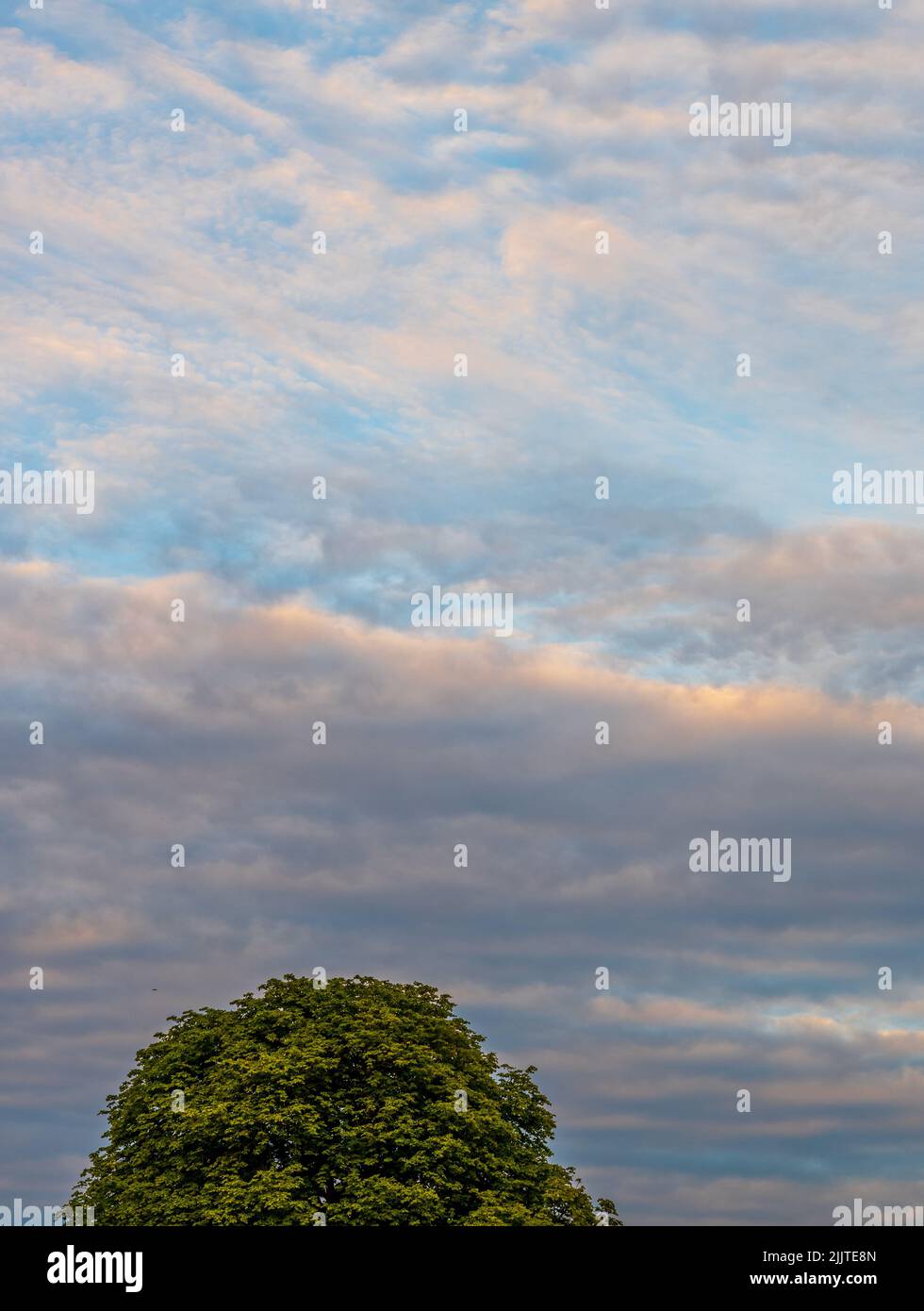 Altocumulus clouds, UK Stock Photo