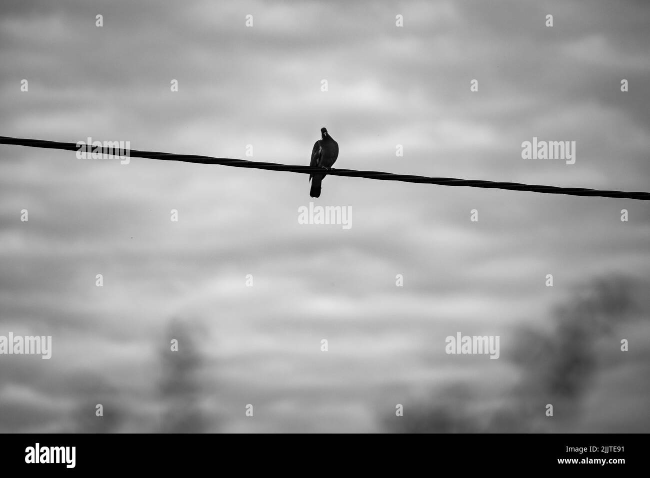 Bird on a wire with soft background copy space in black and white Stock Photo