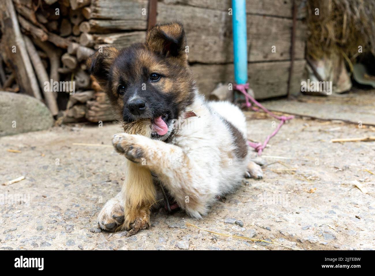 The little dog is lying down and fondly eating a goat's leg, holding it with his paw. Close up Stock Photo