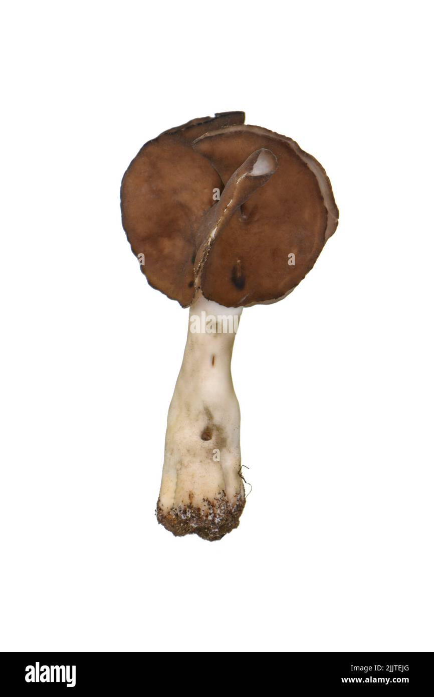 Macro shut of helvella spadicea mushroom isolated on white background. Stock Photo