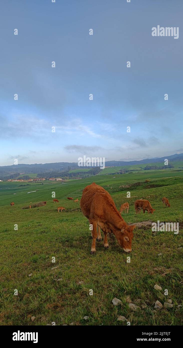 A vertical shot of brown cows grazing on the grass in a field Stock ...