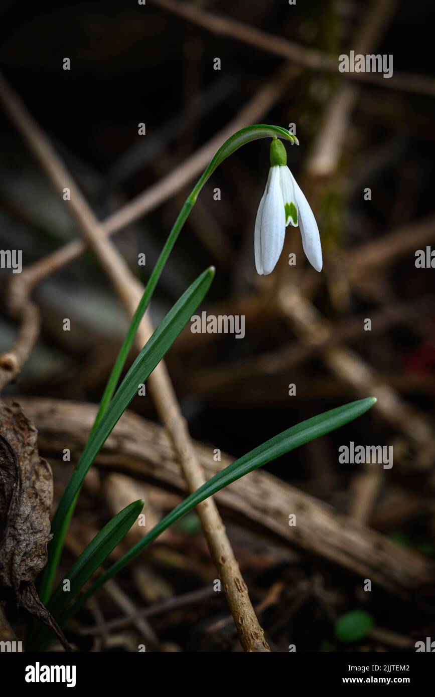 Selective focus vertical shot hi-res stock photography and images - Alamy