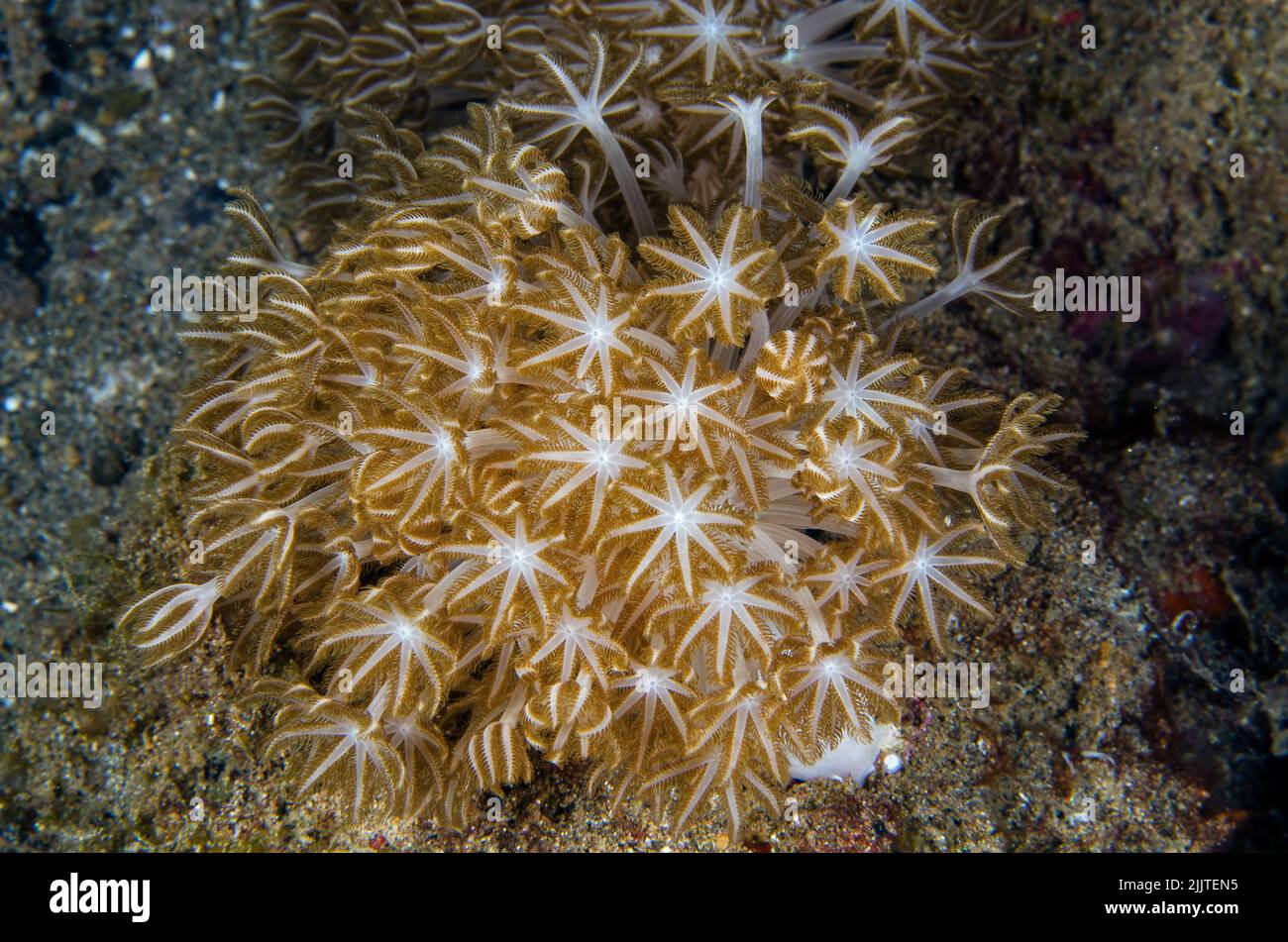 Flower soft coral, Xenia sp., Xeniidae, Anilao, Batangas, Philippines, Indo-pacific Ocean, Asia Stock Photo
