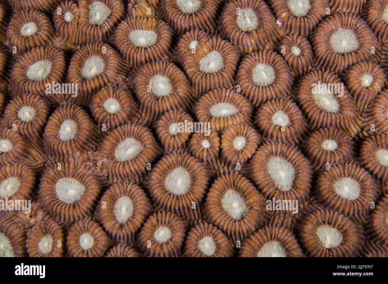 Hard coral, Favia lizardensis, Faviidae, Anilao, Batangas, Philippines, Indo-pacific Ocean, Asia Stock Photo
