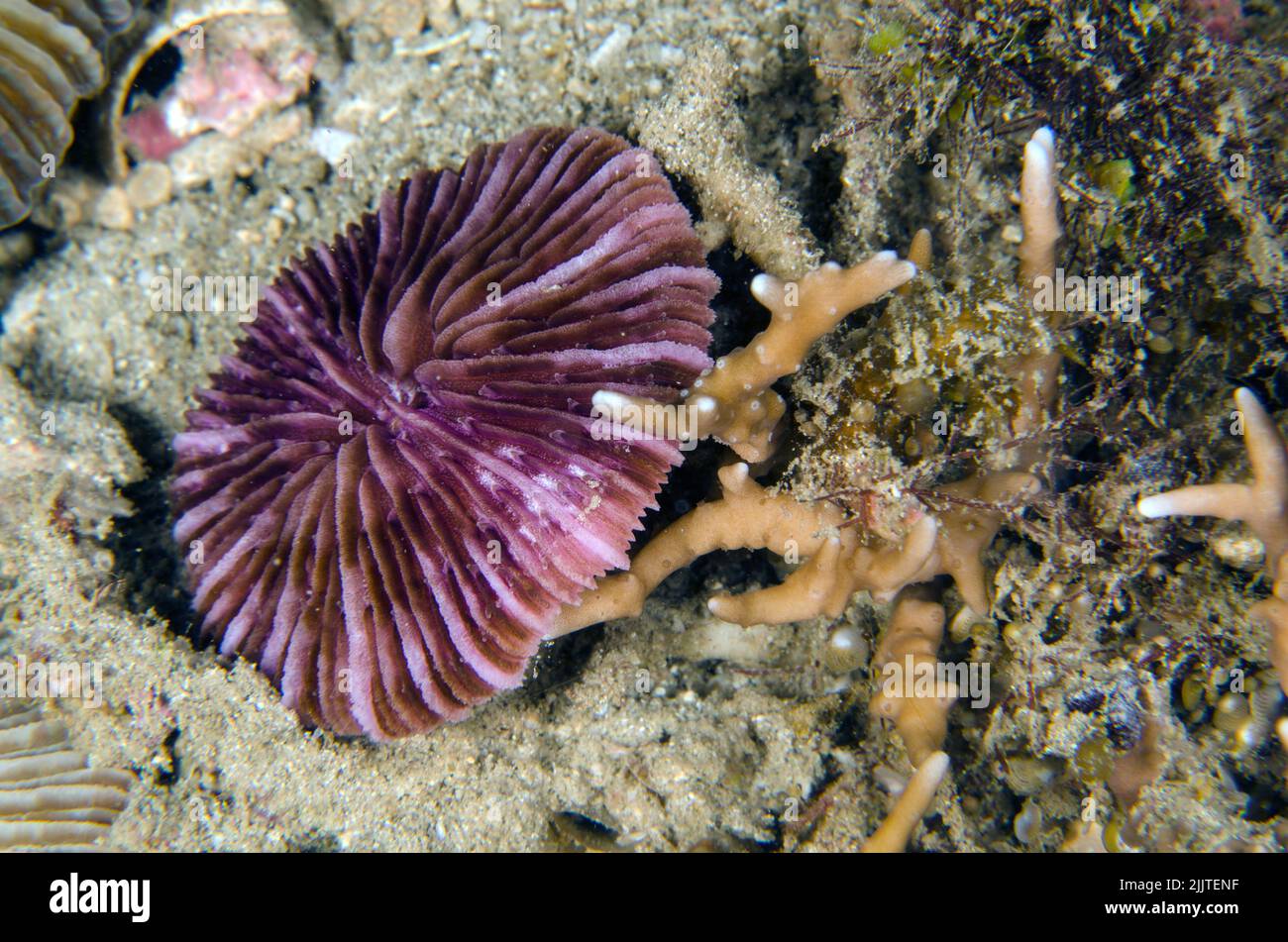 Fungia fungites, Fungiidae, Anilao, Batangas, Philippines, Indo-pacific Ocean, Asia Stock Photo