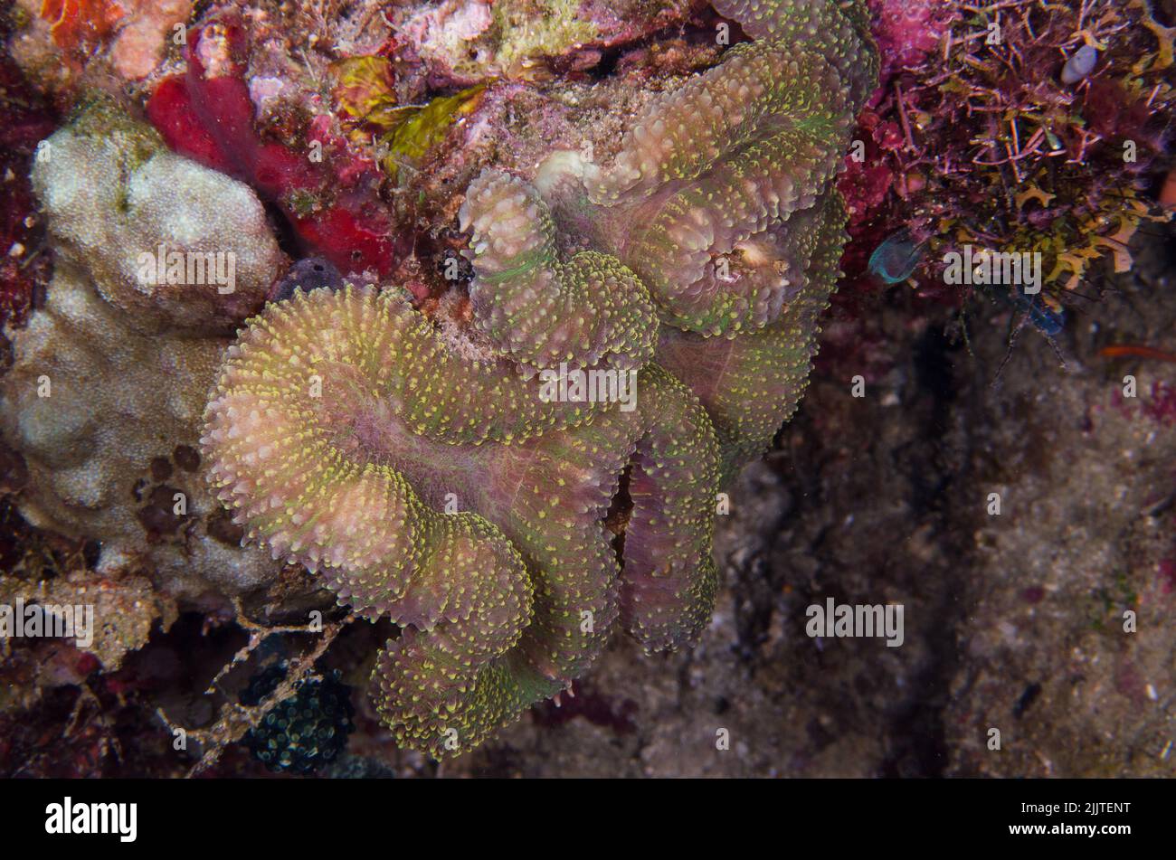 Hard coral, Trachyphyllia geoffroyi, Trachyphylliidae, Anilao, Batangas, Philippines, Indo-pacific Ocean, Asia Stock Photo