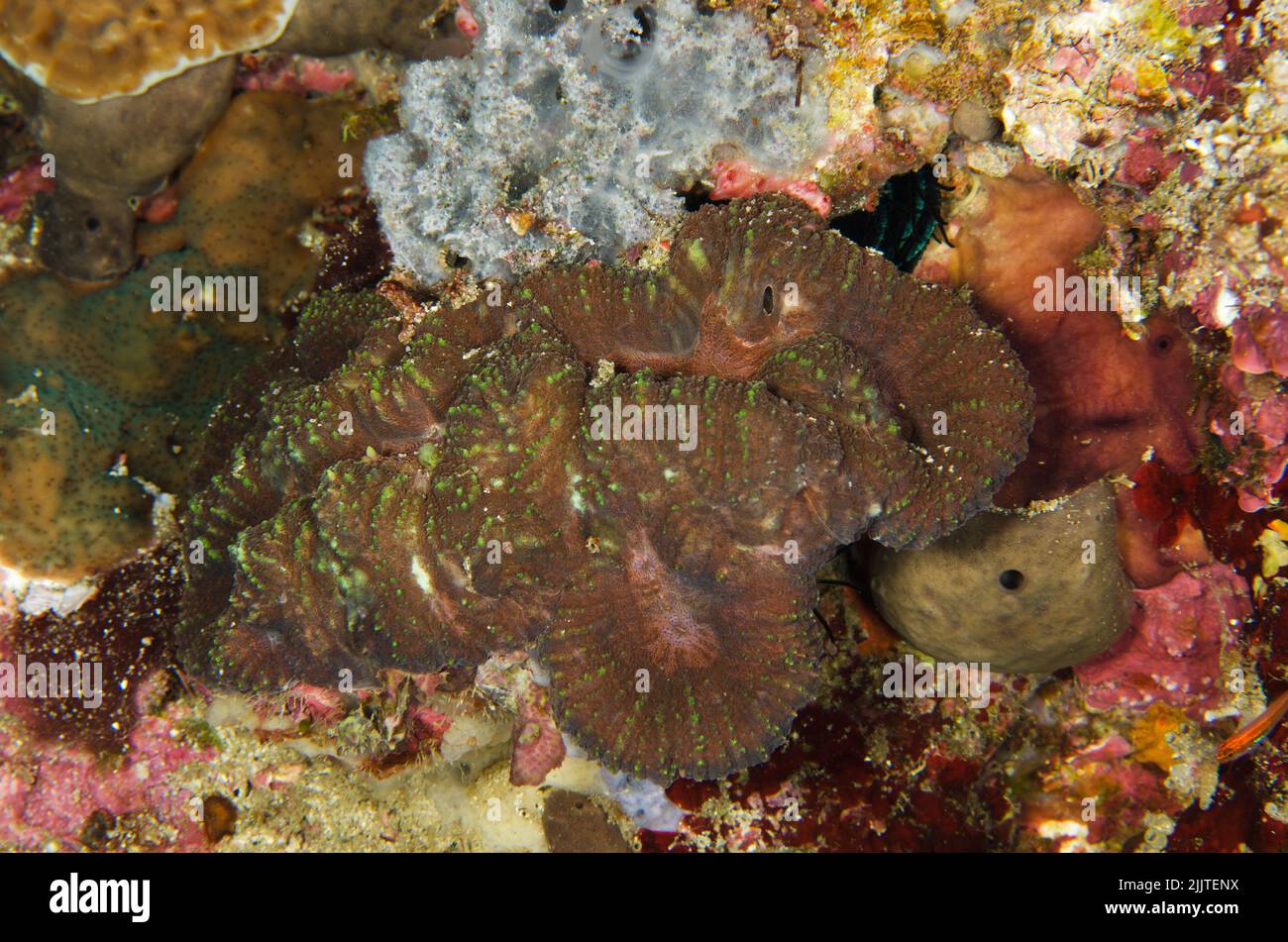 Hard coral, Trachyphyllia geoffroyi, Trachyphylliidae, Anilao, Batangas, Philippines, Indo-pacific Ocean, Asia Stock Photo