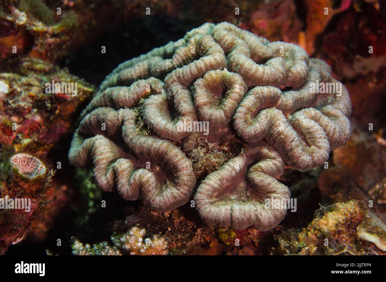 Stony coral, Lobophyllia hemprichii, Mussidae, Anilao, Batangas, Philippines, Indo-pacific Ocean, Asia Stock Photo