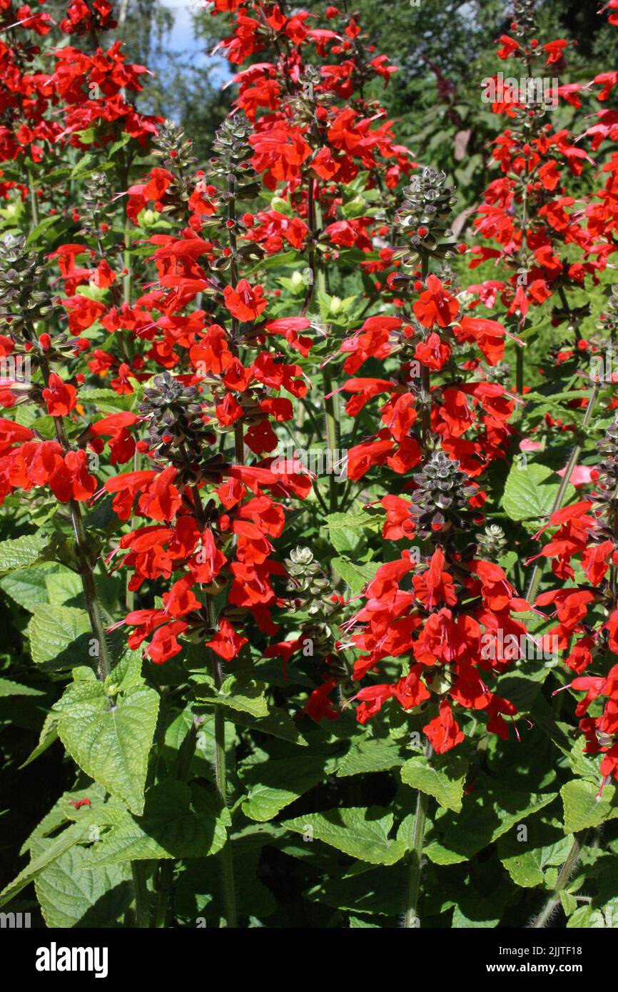 Scarlet Sage(Salvia coccinea 'Lady in red') flowers. Stock Photo